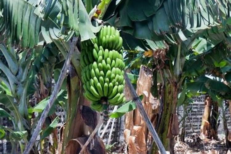 红薯施什么肥产量高