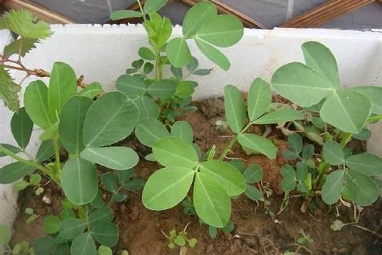 叶菜类蔬菜的施肥方法