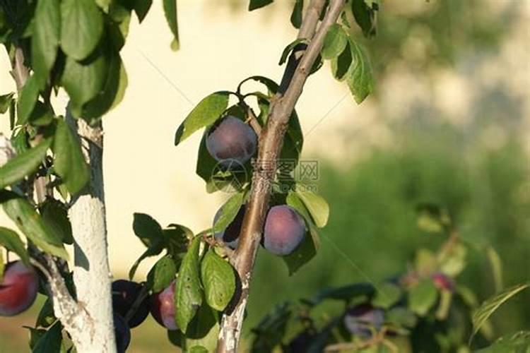 李子开花怎样保花保果