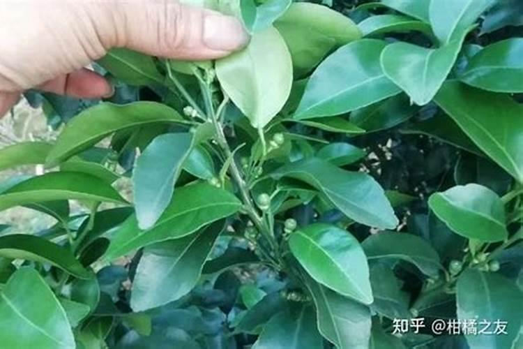 柑橘膨果肥用什么肥最好