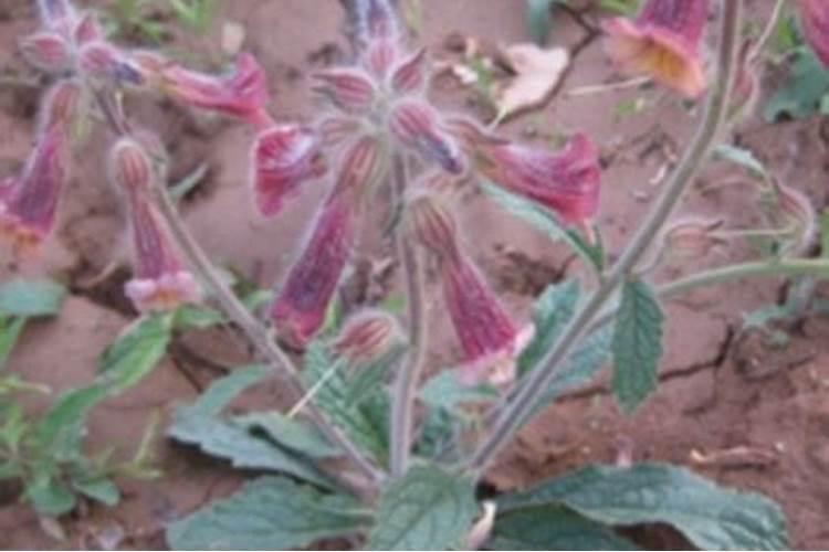﻿药用植物叶面追肥技巧