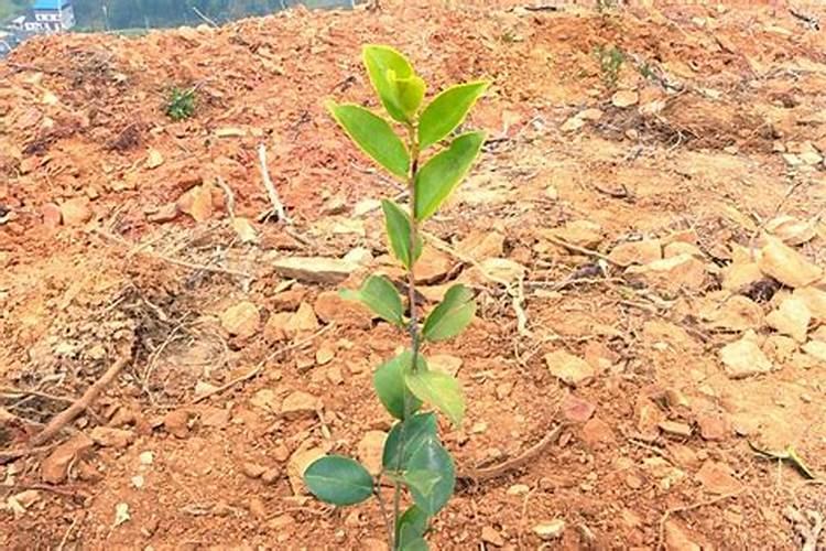 玉米拔节期用哪种水溶肥好