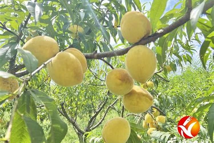 叶面喷施硼肥的最佳时间硼肥应该怎么用