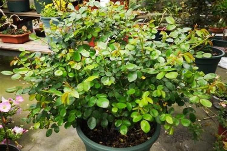 为什么农村都禁烧秸秆