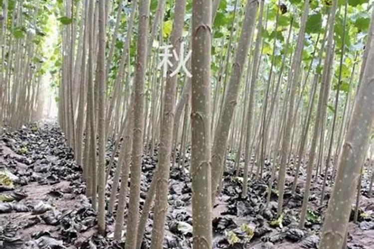 第一年栽的杨树怎么管理第一年栽的杨树的管理方法