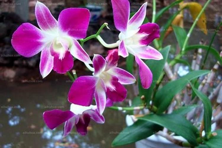 石斛应该怎么施肥？