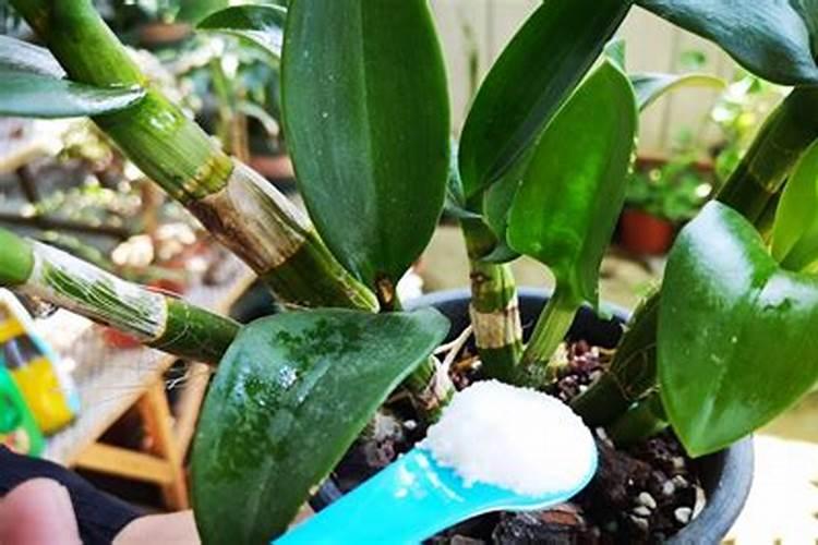 盆栽石斛兰花的叶面肥用那种好