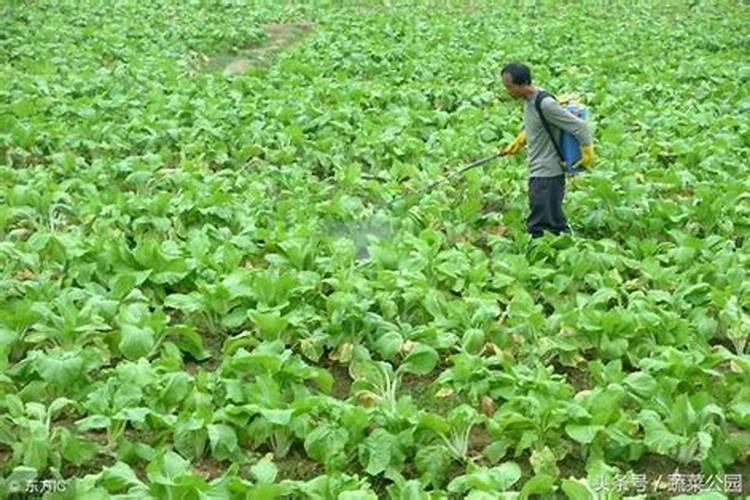 观叶植物用什么肥料好