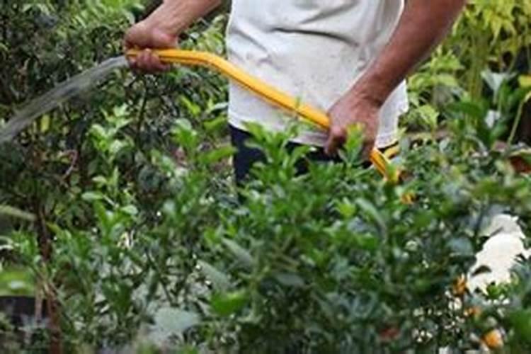 叶面肥的制作方法