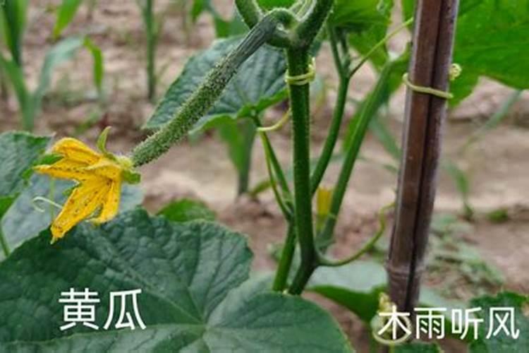 桔子树怎样剪枝？