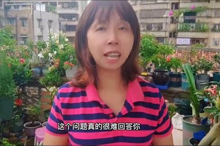 玫瑰花正在开花能施肥吗