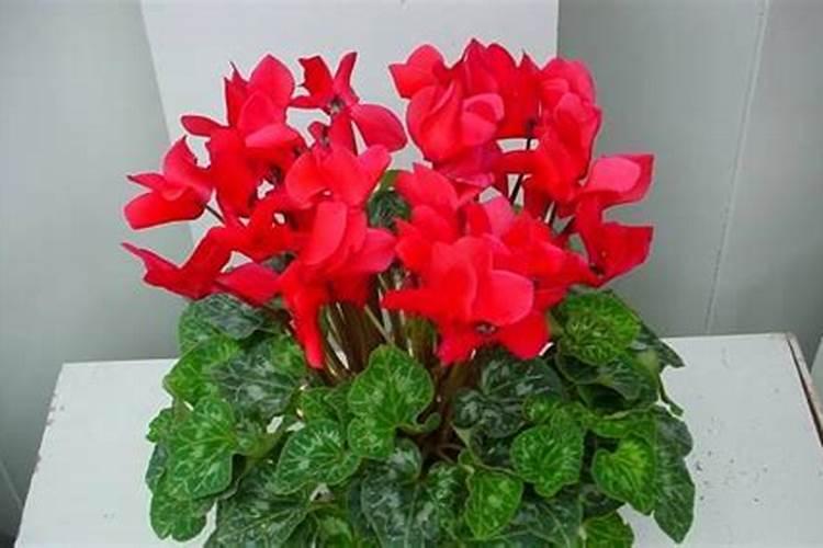 常用高钾水溶肥配比是多少