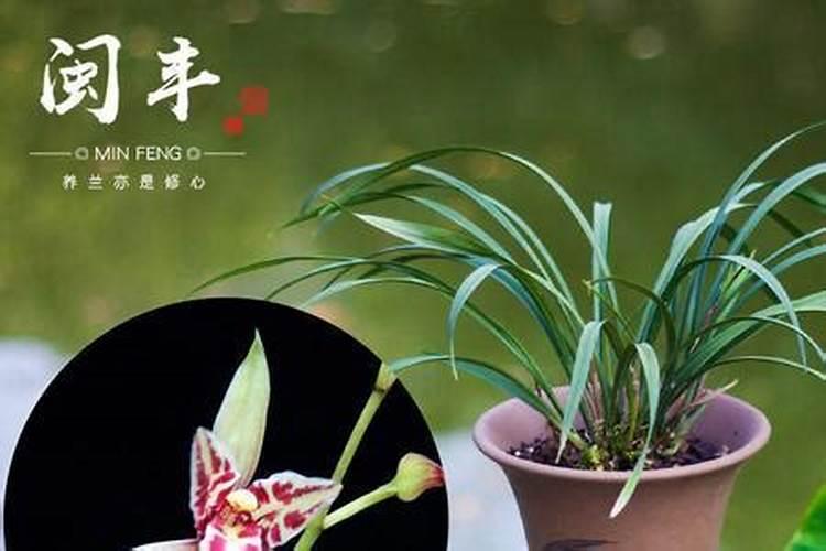 建兰大排铃能施兰灵王吗