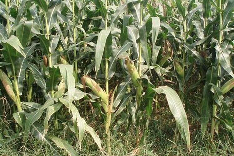 黄芩用什么肥料可以生根 什么时候追肥