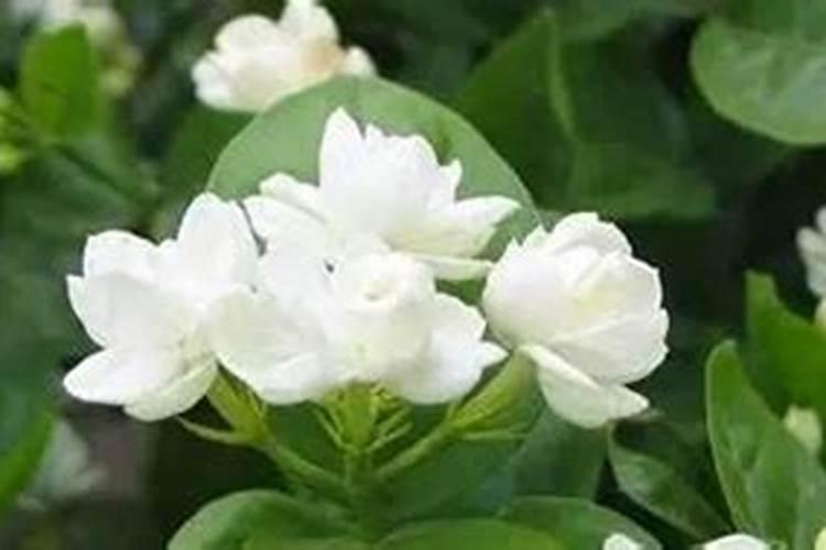 钙肥能和复合肥同时冲施吗？