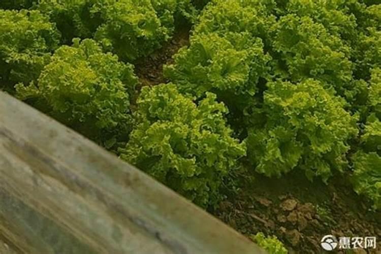 柚子树刚摘果,用不用肥料灌一下？