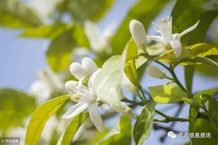 柑橘开花了应该挑选什么样的肥料