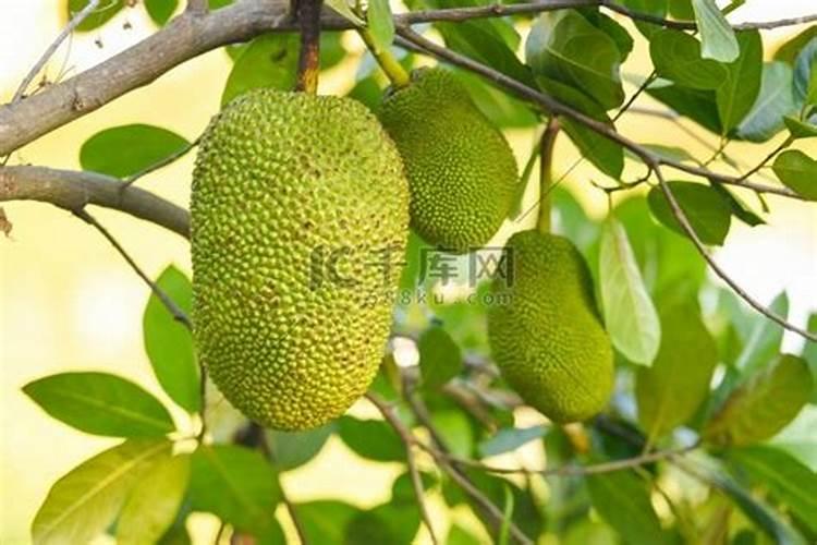 菠萝蜜树在北方冬天怎么过冬 北方菠萝蜜树冬天会冻死吗