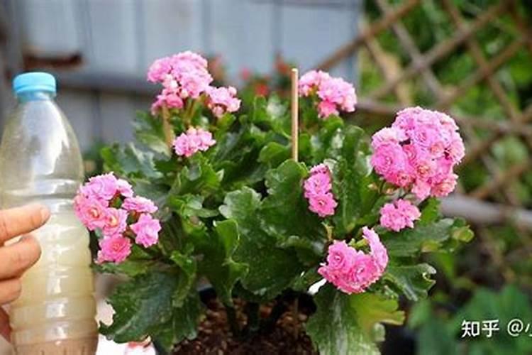 磷肥可以养花吗