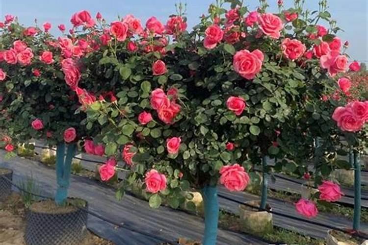 儿童太空沙中真的没有硼砂成分吗？