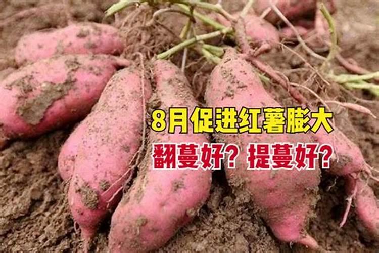 红薯膨大期要合理追肥,怎么追肥好？