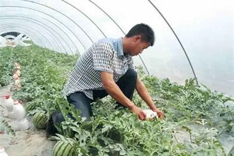 西瓜苗期追肥量如何控制