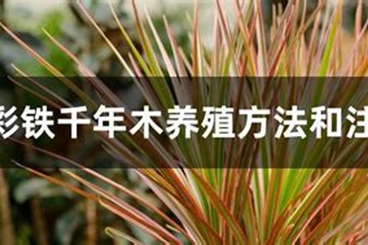 红枣树能用氯化钾吗？