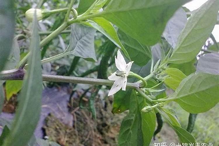 月季修剪后如何浇水 月季剪枝正确浇水方法