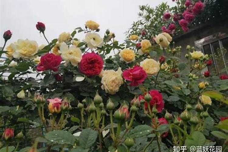 自制腐殖酸肥料 又环保又实用