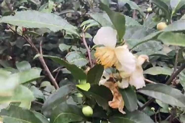 山茶树什么季节追肥好,谈谈山茶树的追肥问题