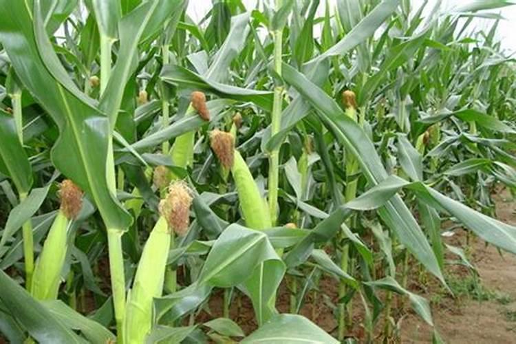 如何正确施用氮肥