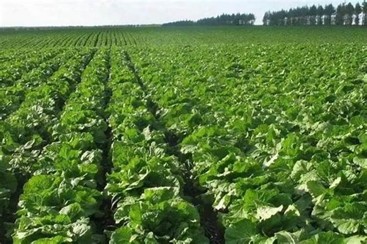 自己家种的空心菜我放了肥料3一4天能吃吗？