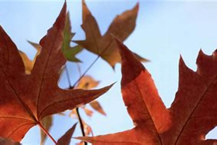 葡萄开花前施什么肥料最好