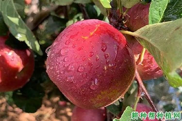 苹果树秋施基肥用什么肥好