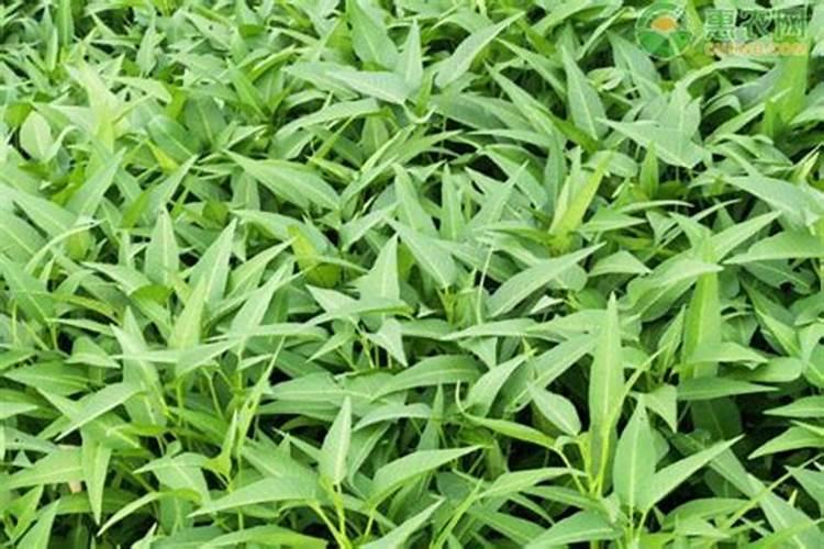 苹果施基肥用鱼蛋白好吗