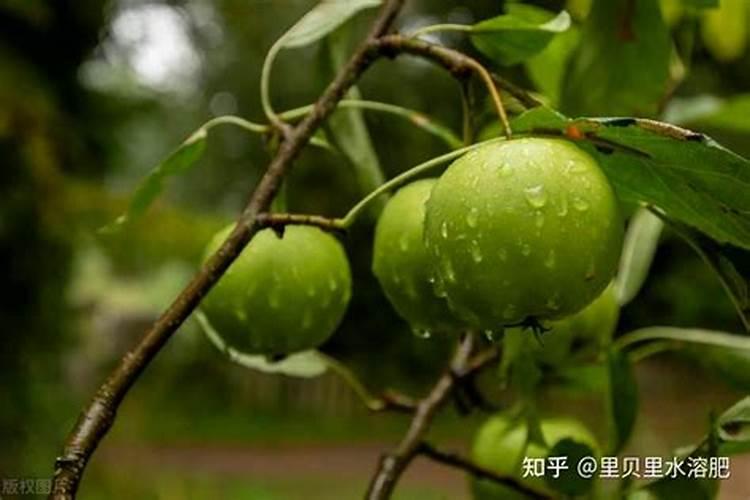 高杆嫁接月季用什么比较好？有什么值得注意的