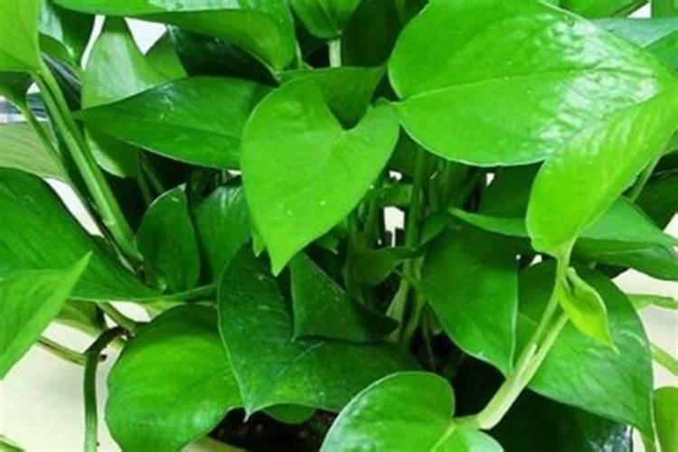 能有效解决植物黄叶问题的肥料是啥