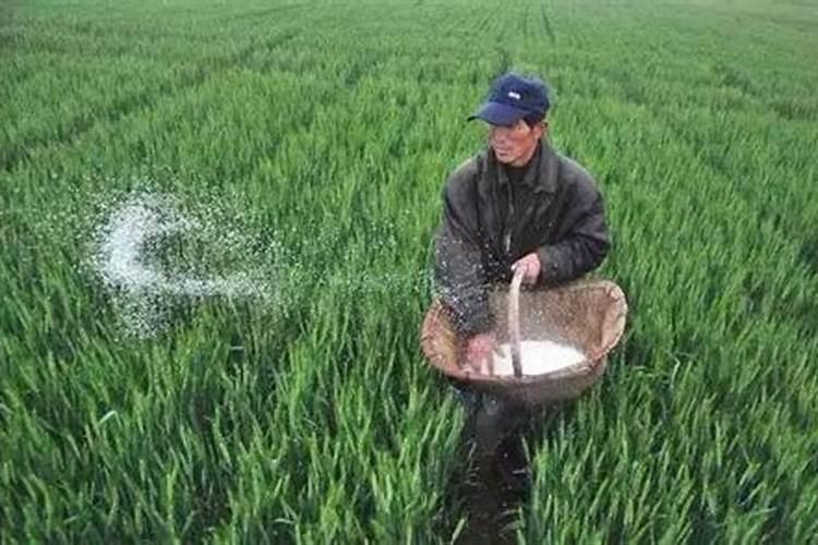 小麦追肥用什么肥料好