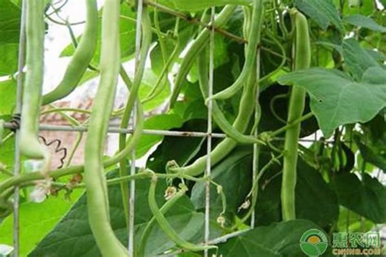 温室大棚里架豆苗期下面的叶子黄而且这落叶是什么原因？