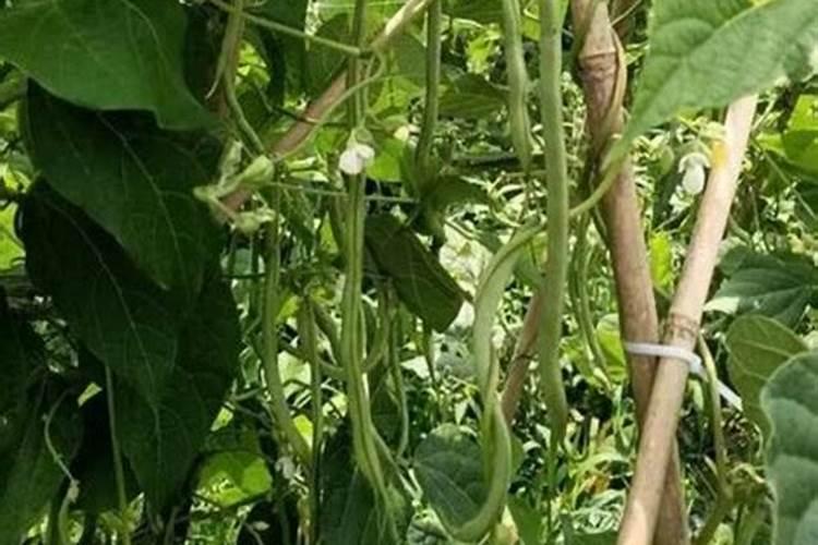 温室大棚里架豆苗期下面的叶子黄而且这落叶是什么原因？