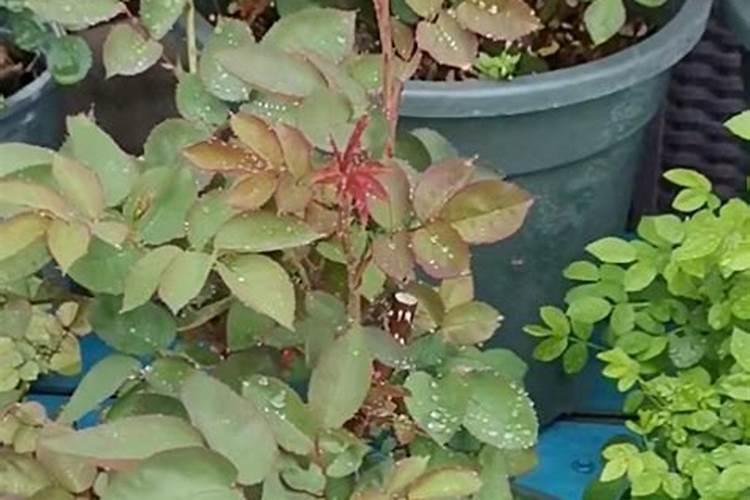 月季花怎么施肥
