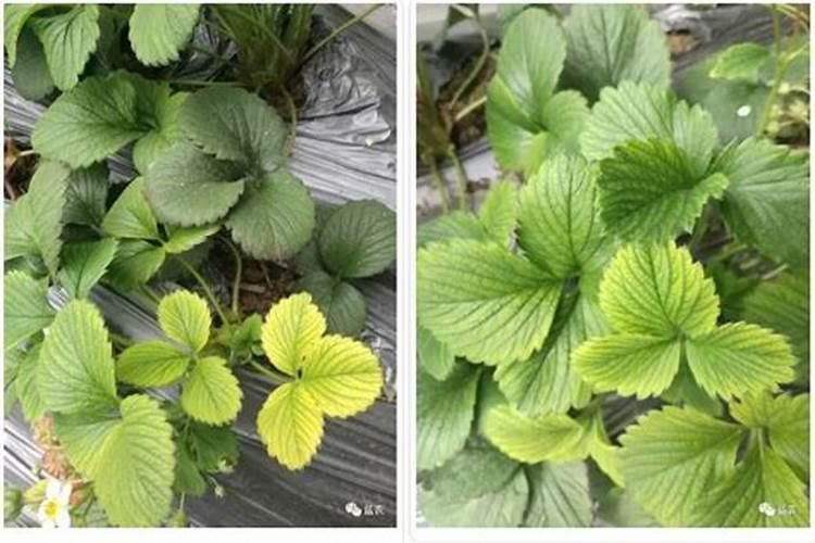 大量 元素水溶肥滴灌红薯可以吗一亩地用多少