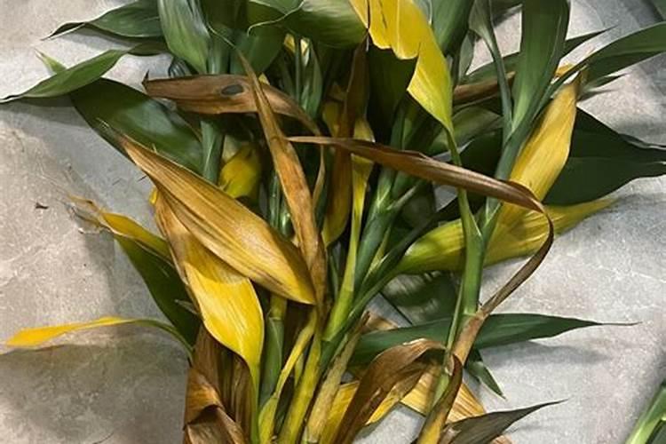 请问老师西瓜在什么时候追肥最好？施什么肥料？