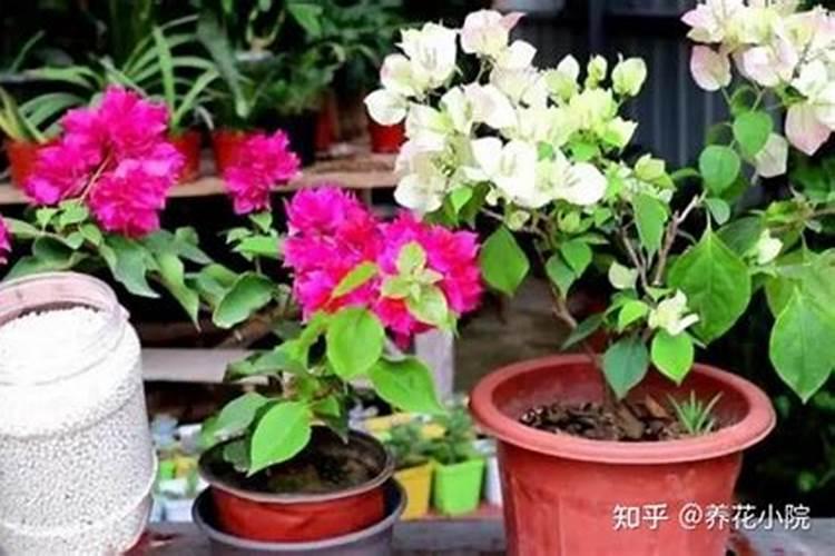 桃树如何使用芸苔素