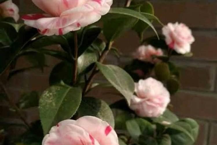 一亩玉米地上多少微量元素合适