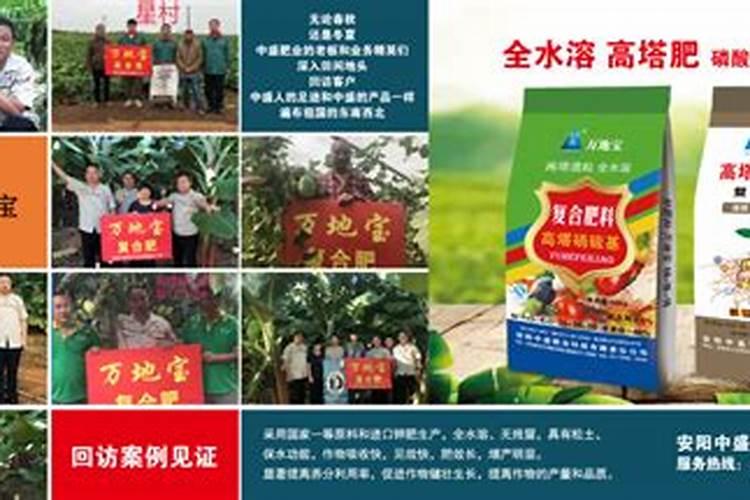 草莓如何施肥更高产