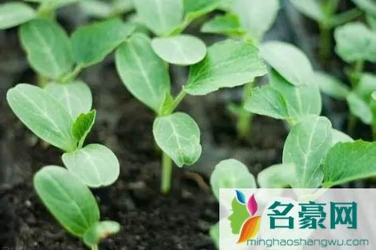 种香菜一亩地多少成本