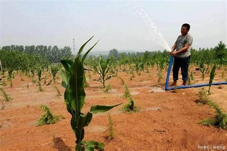 夏播玉米种植要点 玉米应该怎么养殖