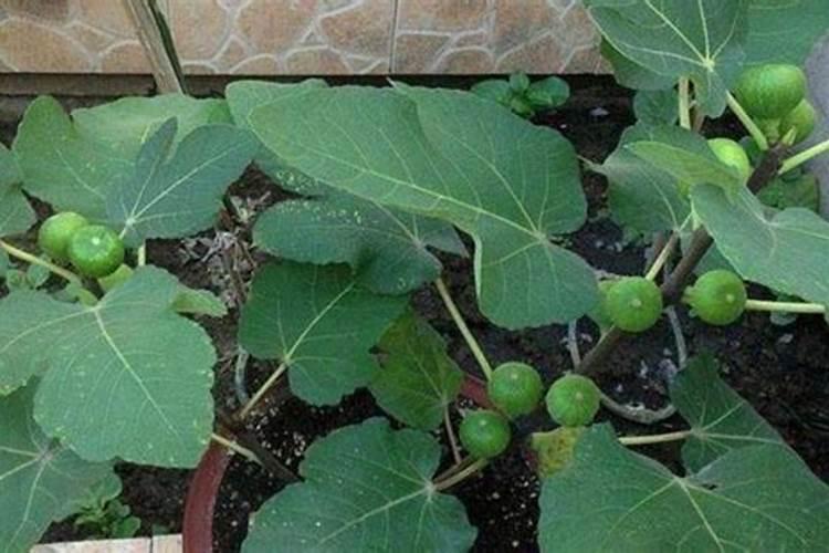 无花果上什么肥料好吃