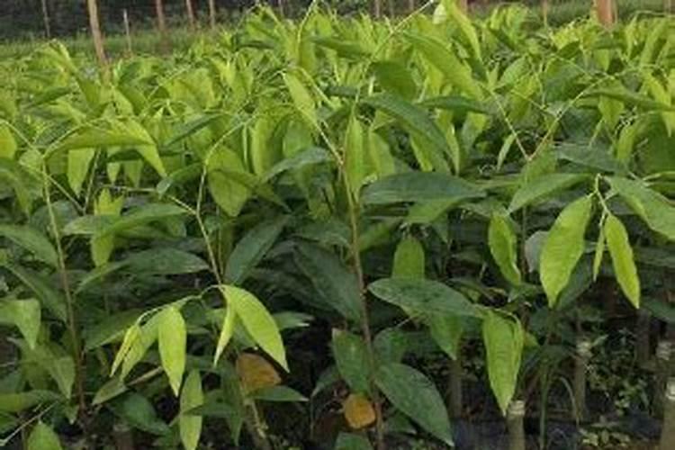 土沉香有哪些特征？